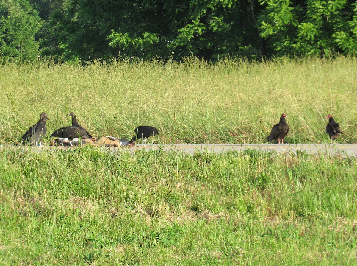 Black Vulture - ML624178262