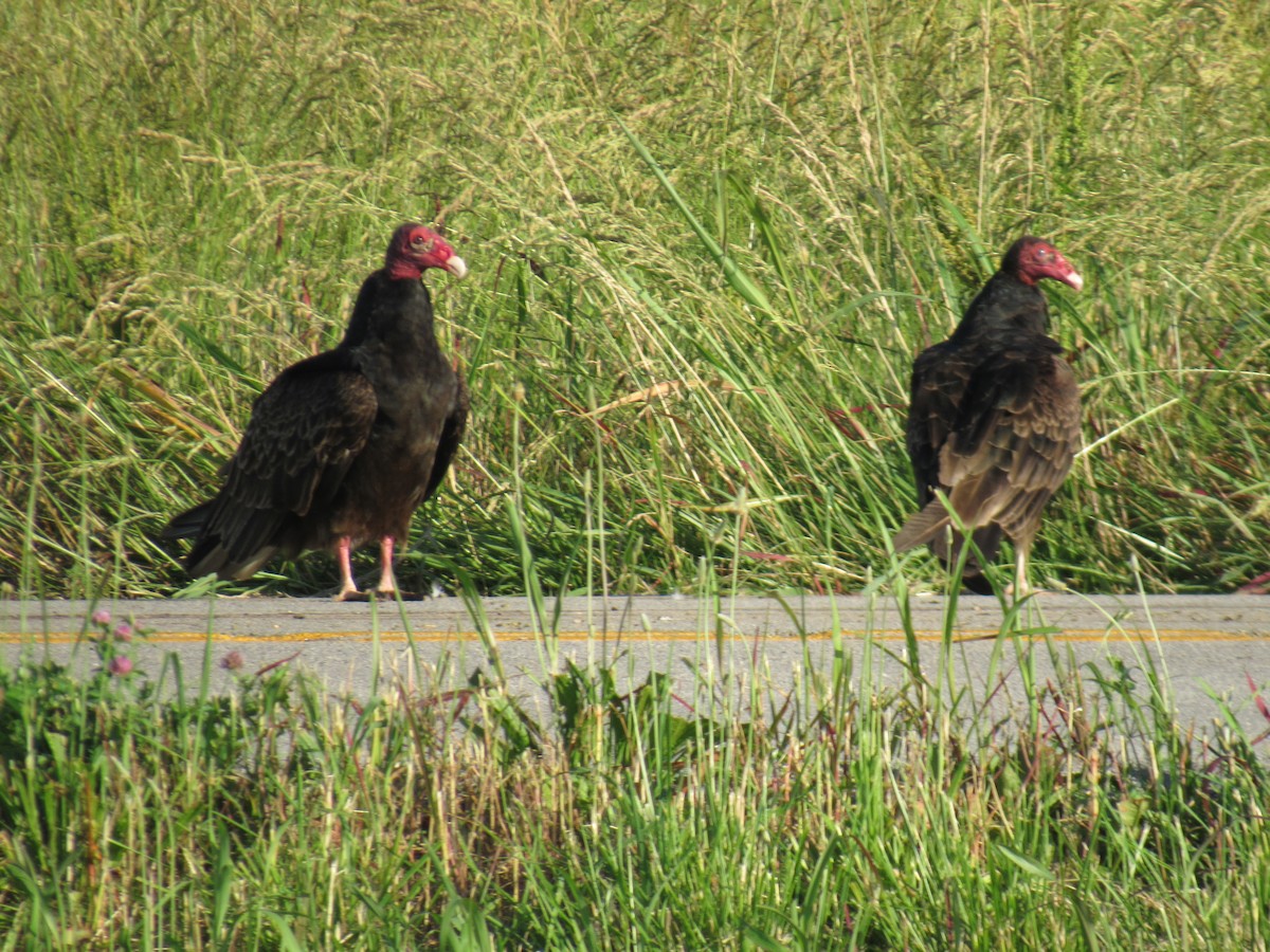 Turkey Vulture - ML624178263