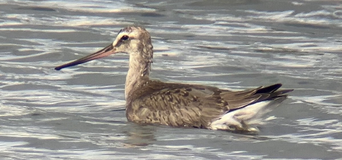 Hudsonian Godwit - ML624178272