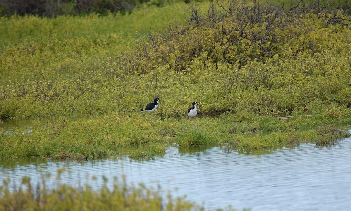 Black-necked Stilt - ML624178304