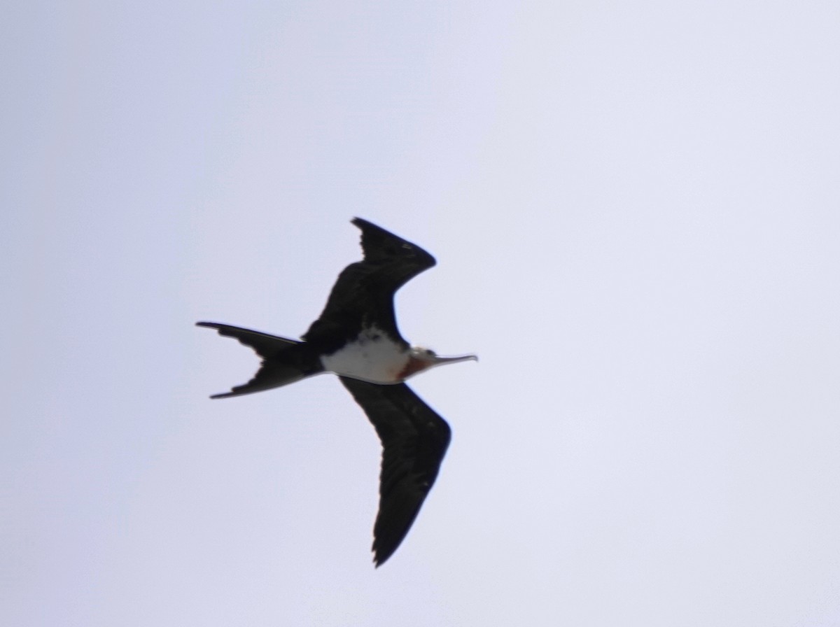 Great Frigatebird - ML624178317