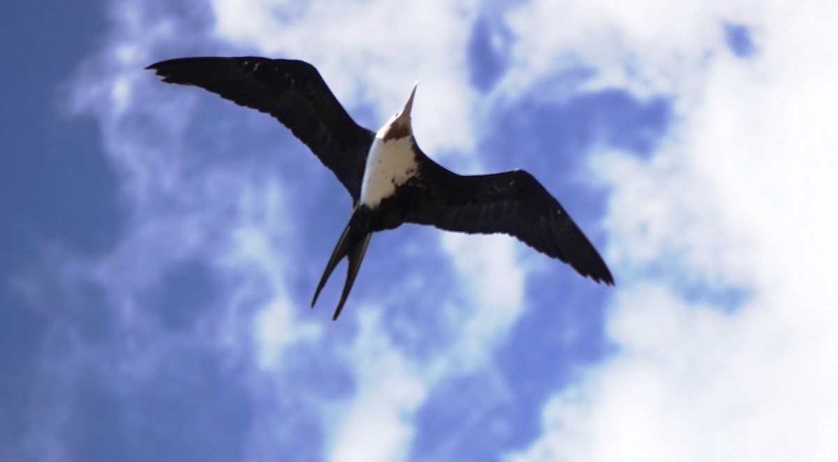 Great Frigatebird - ML624178318