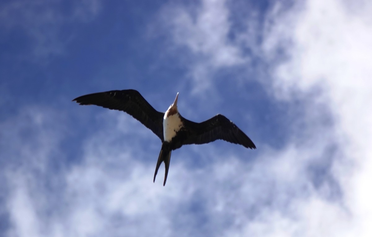 Great Frigatebird - ML624178319