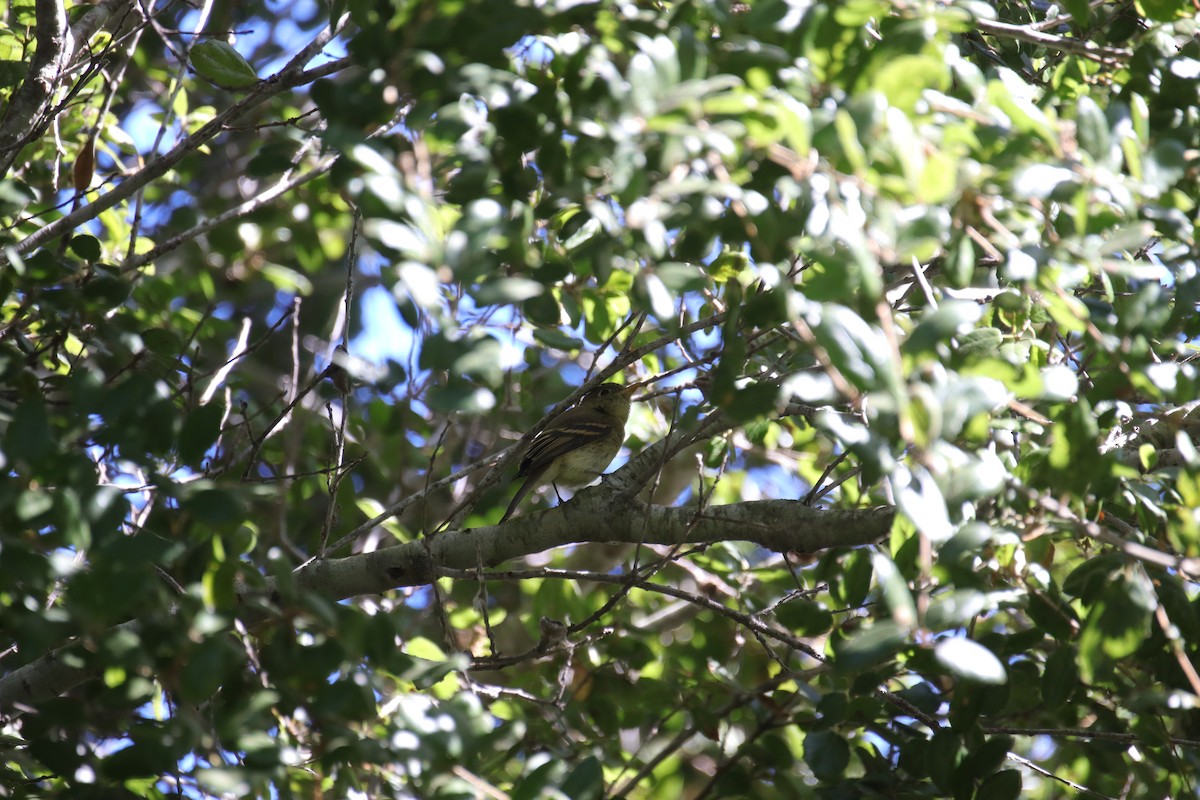 Empidonax sp. - ML624178322