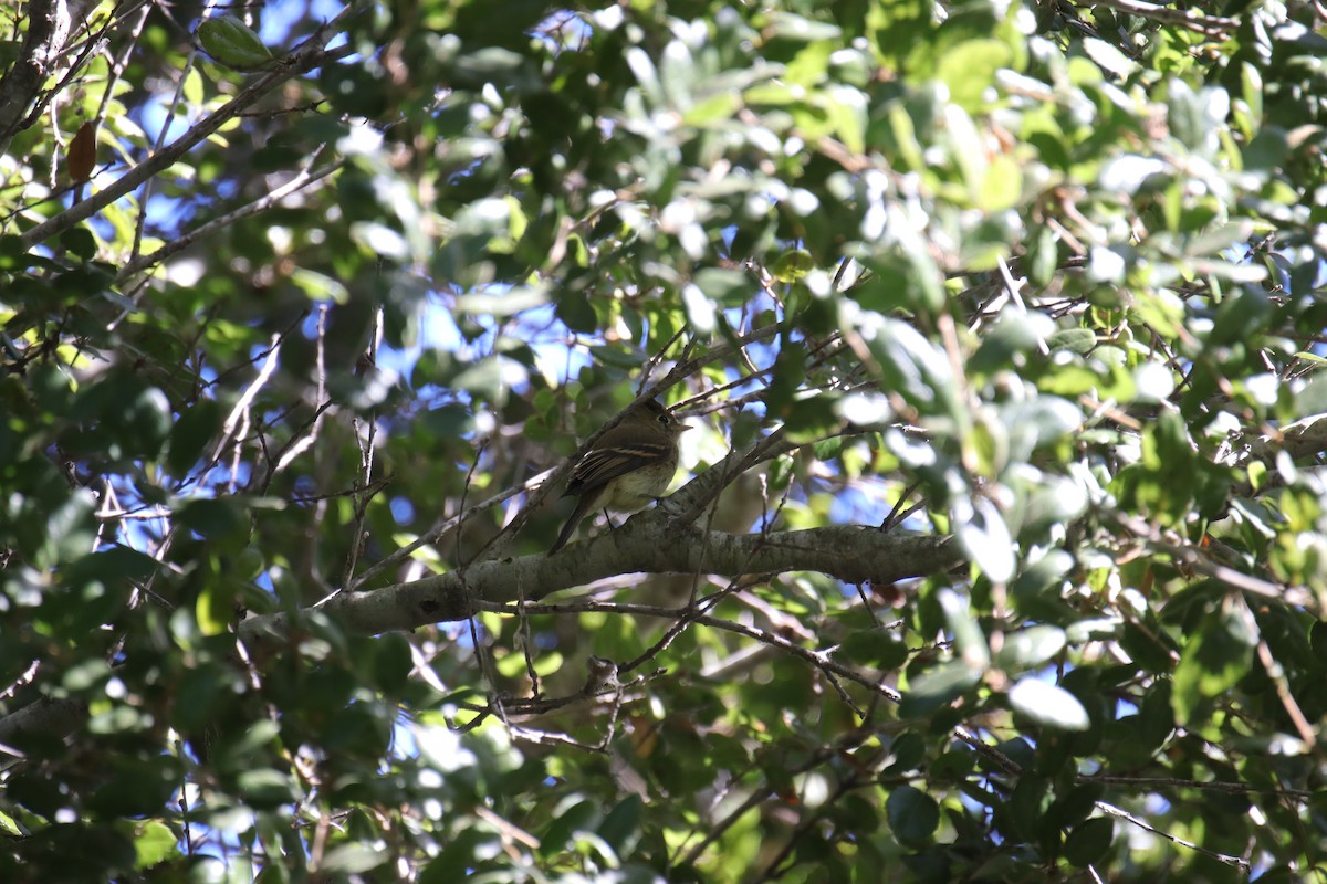 Empidonax sp. - ML624178324