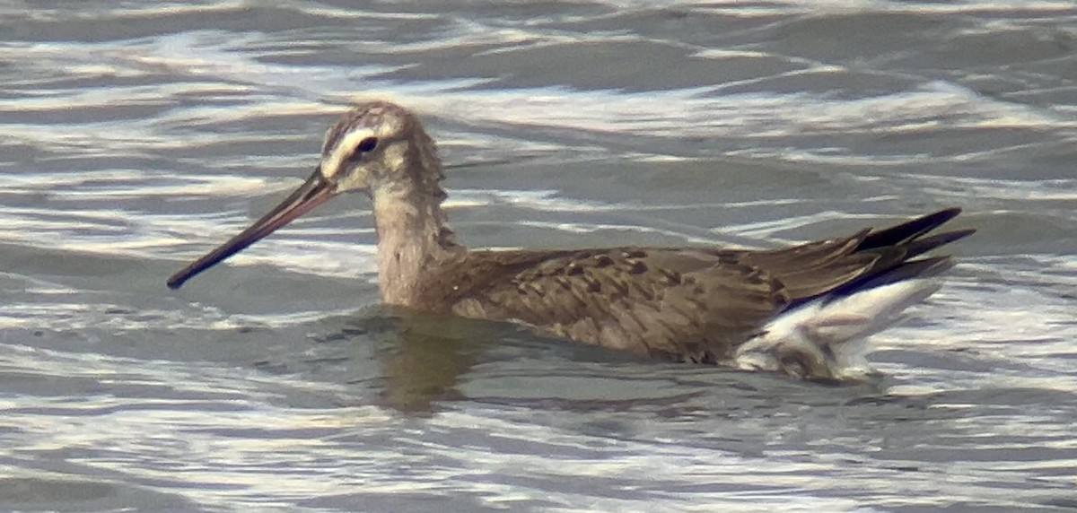 Hudsonian Godwit - ML624178328