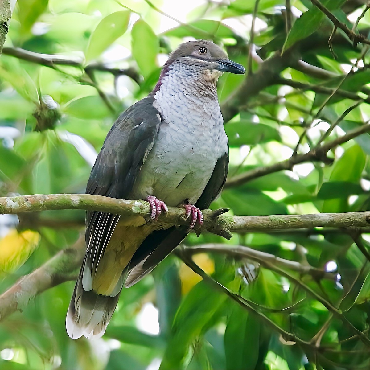 Amethyst Brown-Dove (Gray-breasted) - Chris Chafer
