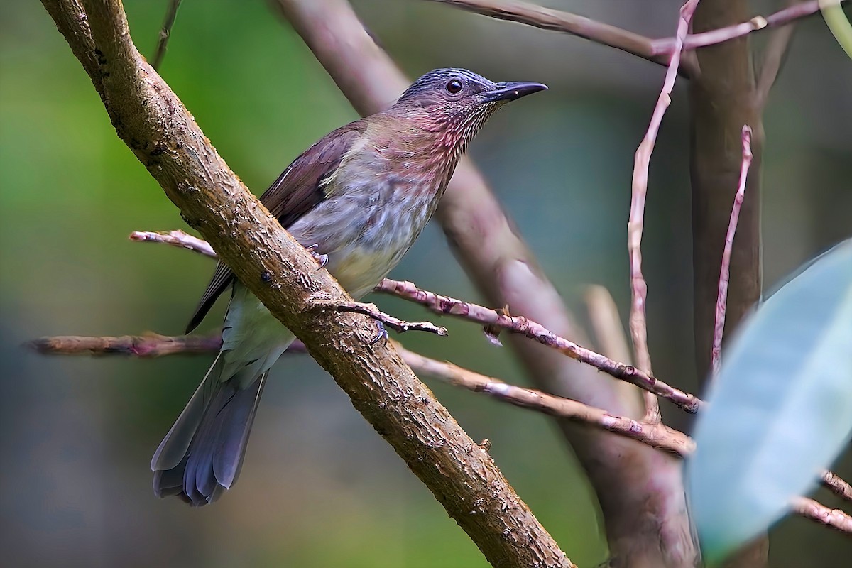 Visayan Bulbul - ML624178340