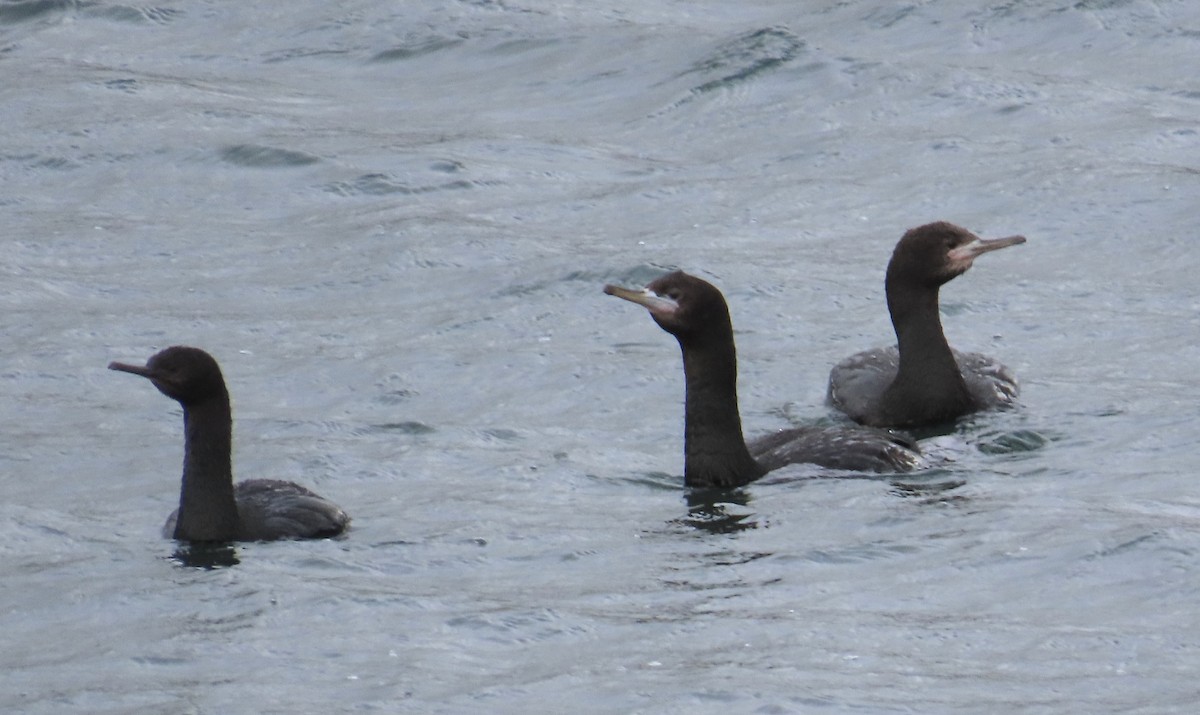 Cormorán Carirrojo - ML624178341