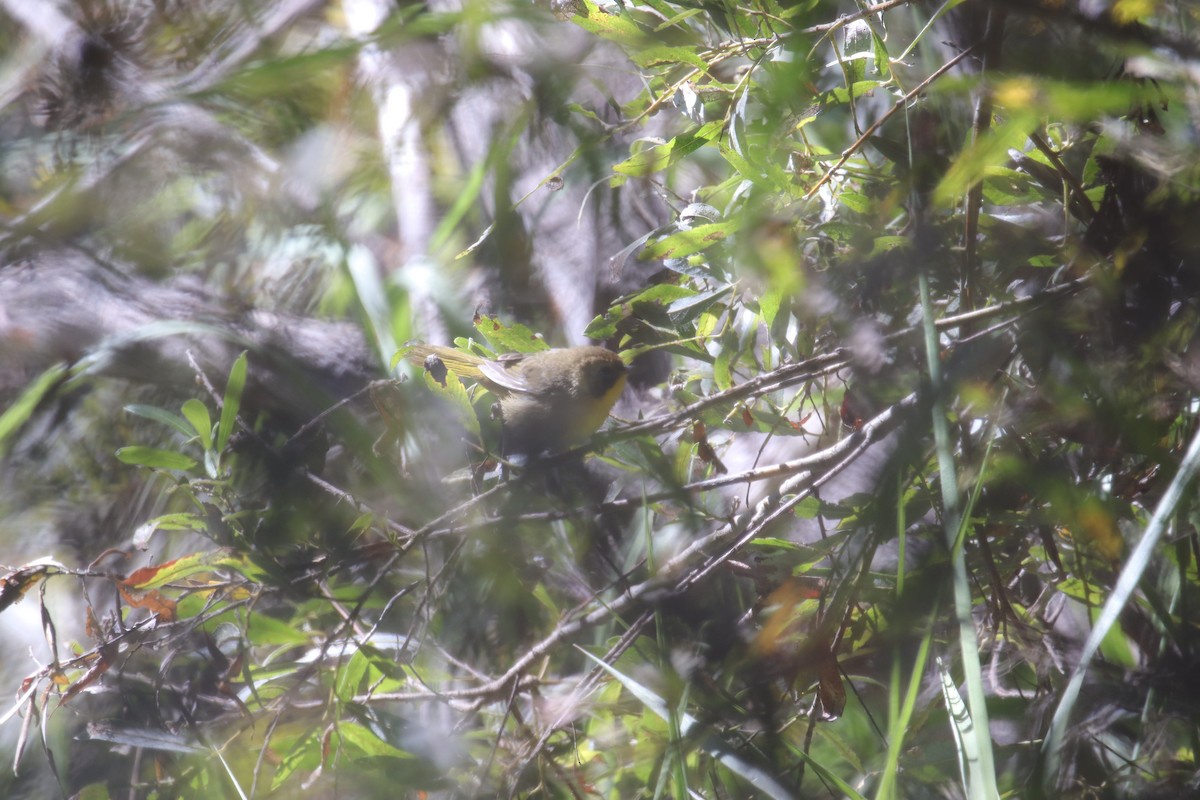 new world warbler sp. - Toby Fowler