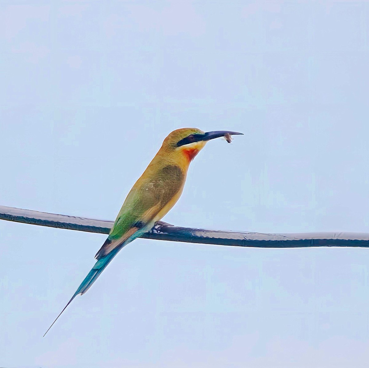 Blue-tailed Bee-eater - Chris Chafer