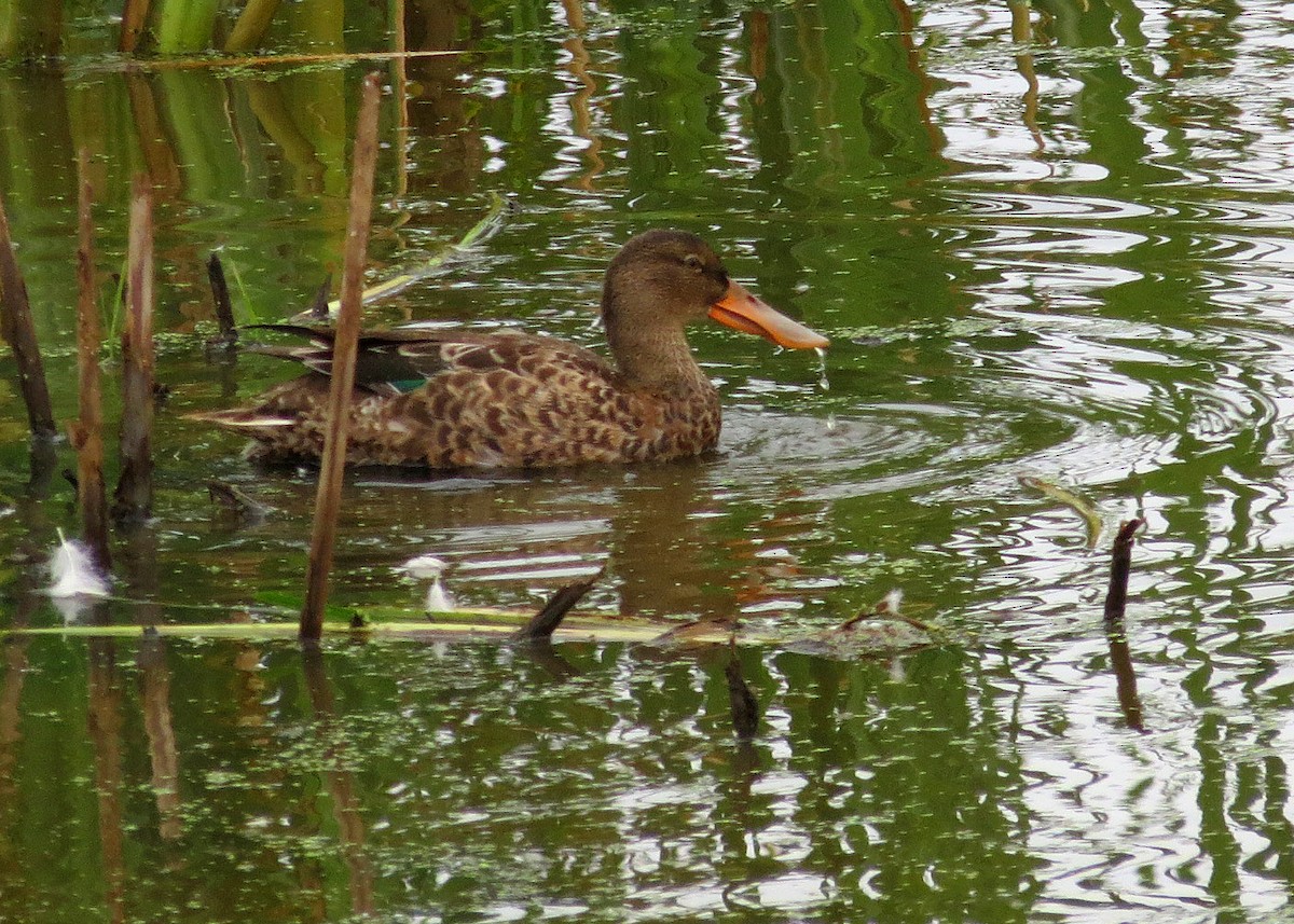 Northern Shoveler - ML624178357