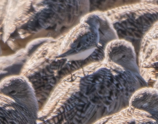 Western Sandpiper - ML624178378