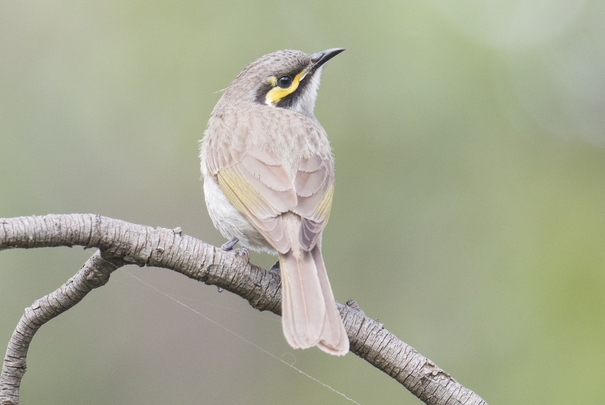 Yellow-faced Honeyeater - ML624178379