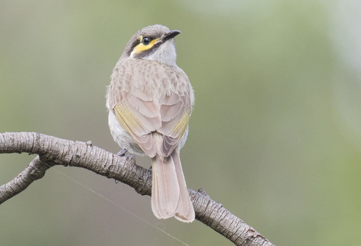 Yellow-faced Honeyeater - ML624178382