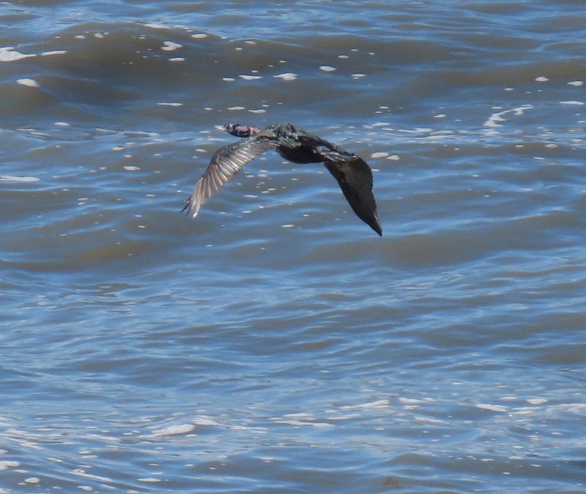 Red-faced Cormorant - ML624178387