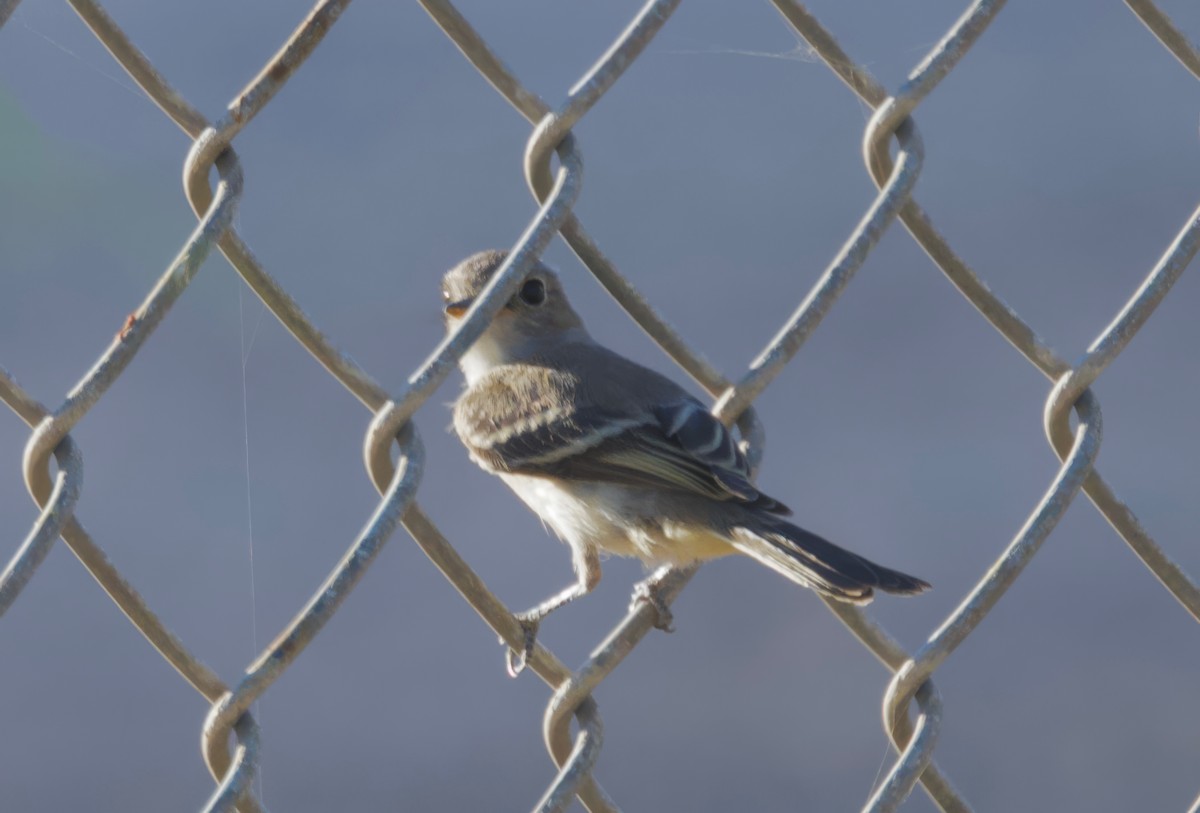 Gray Flycatcher - ML624178402