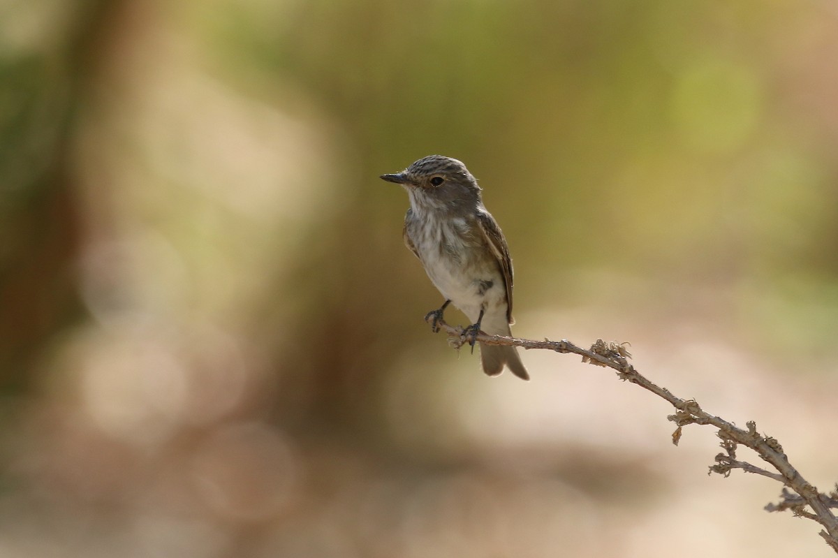 gråfluesnapper (striata gr.) - ML624178404