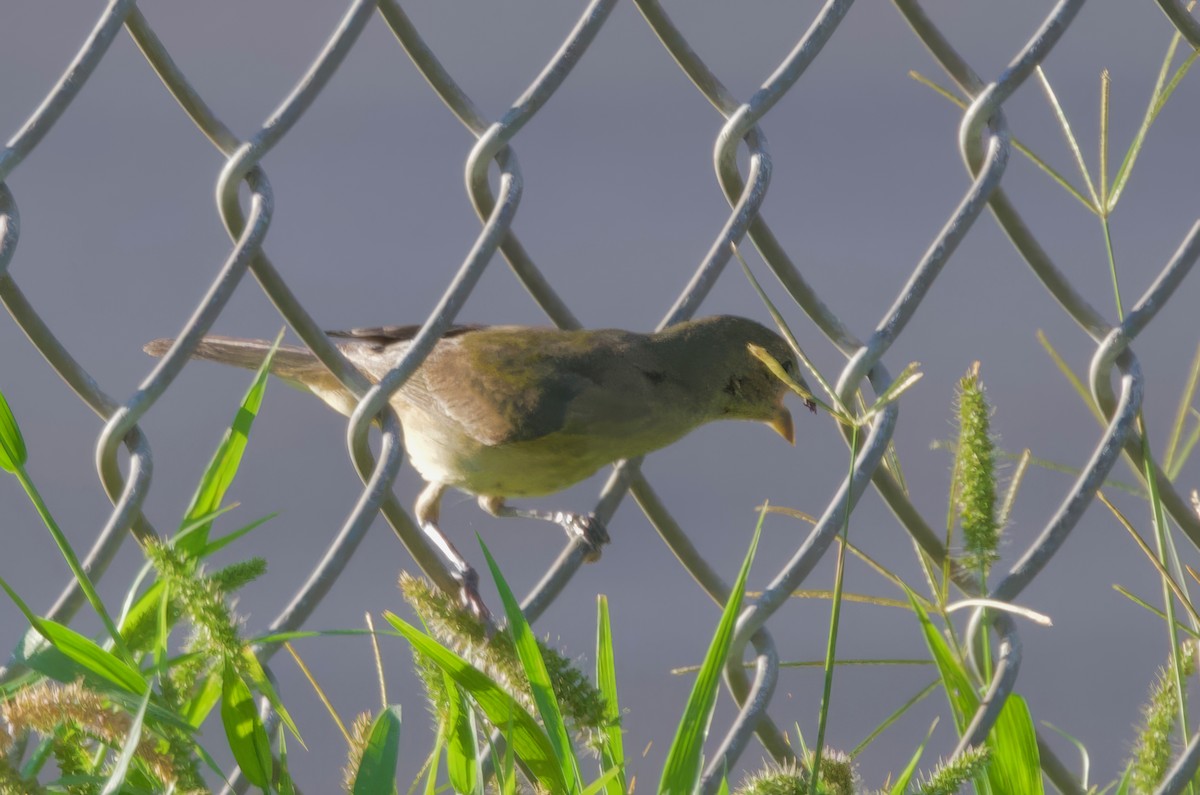 Painted Bunting - ML624178408