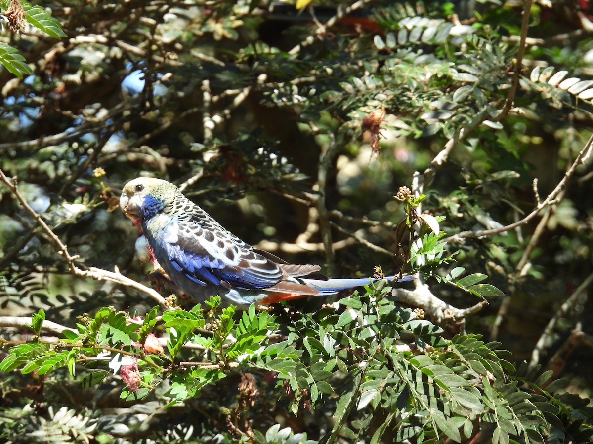 Pale-headed Rosella - ML624178409