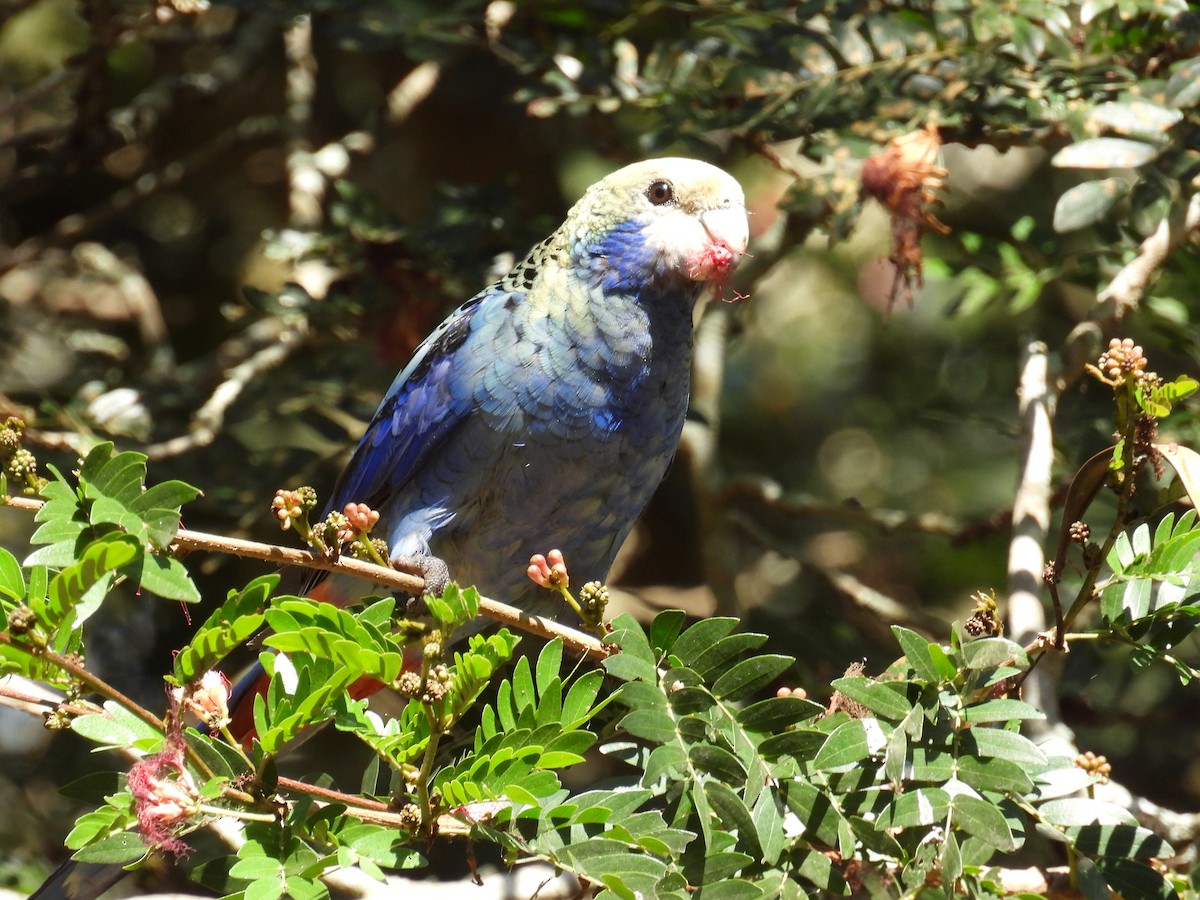 Pale-headed Rosella - ML624178423