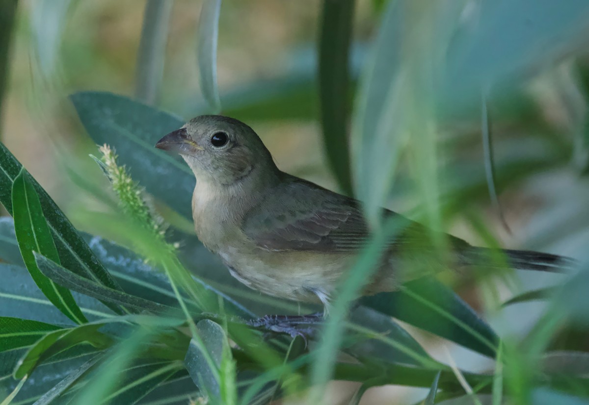 Painted Bunting - ML624178427