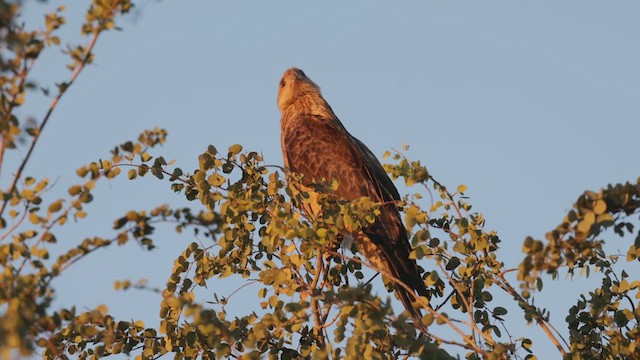 Whistling Kite - ML624178431