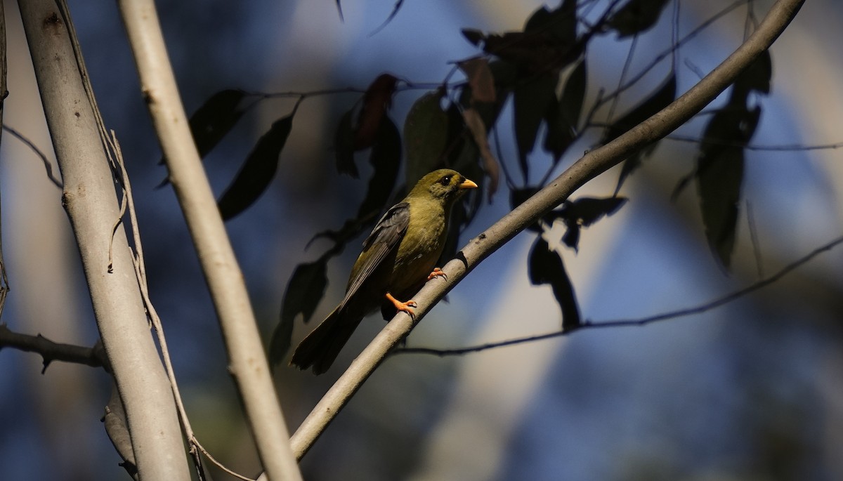 Bell Miner - ML624178446