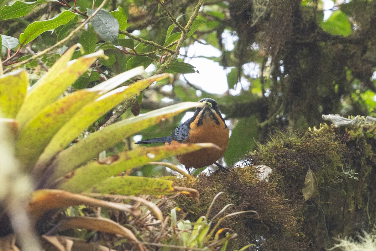 Chestnut-bellied Mountain Tanager - ML624178462