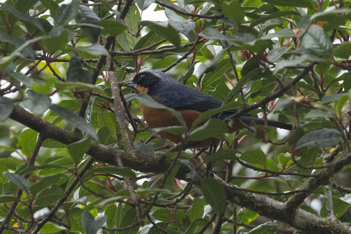 Chestnut-bellied Mountain Tanager - ML624178463