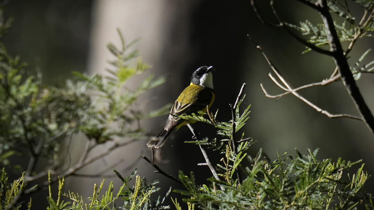 Golden Whistler - ML624178488