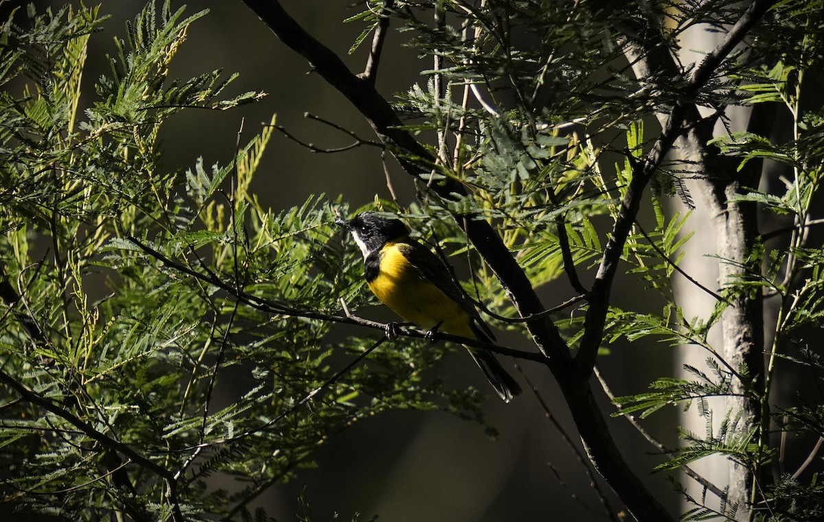 Golden Whistler - ML624178489