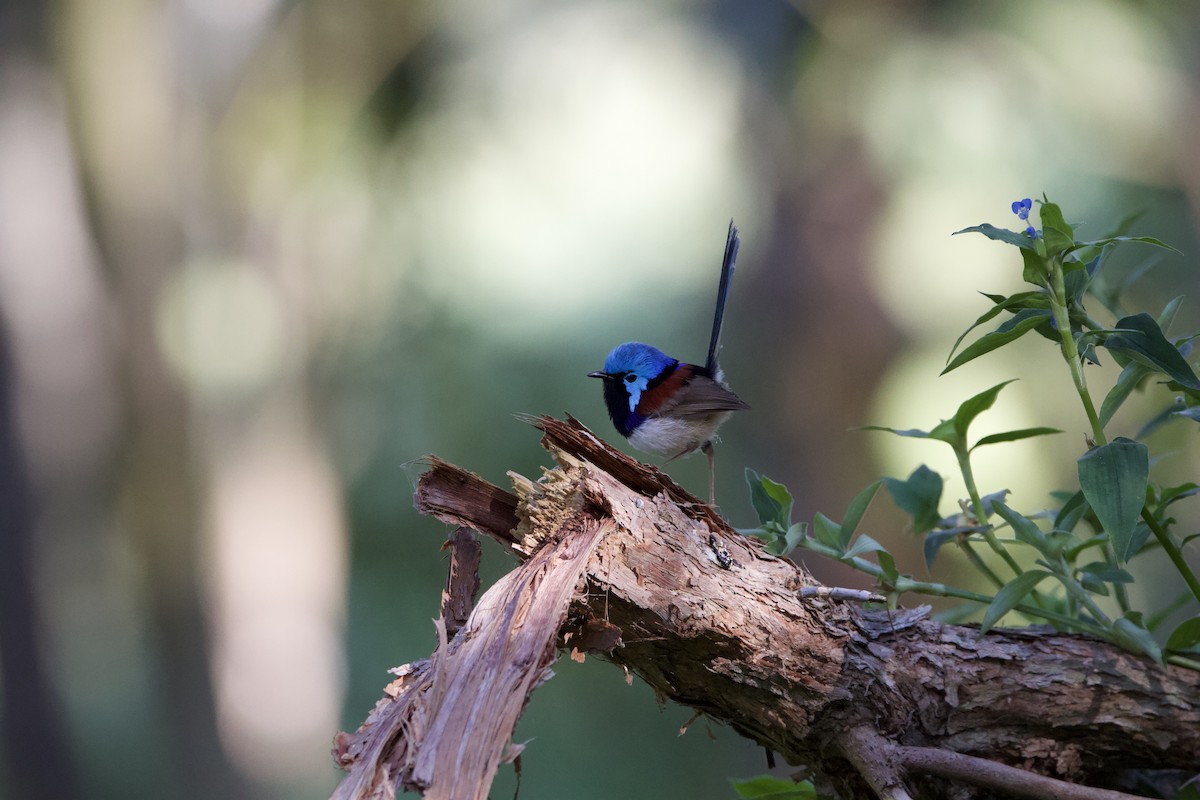 Variegated Fairywren - ML624178519