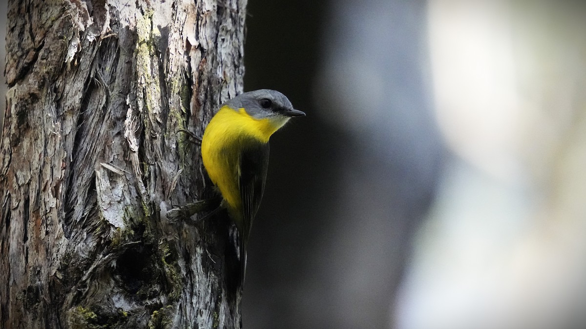 Eastern Yellow Robin - ML624178543