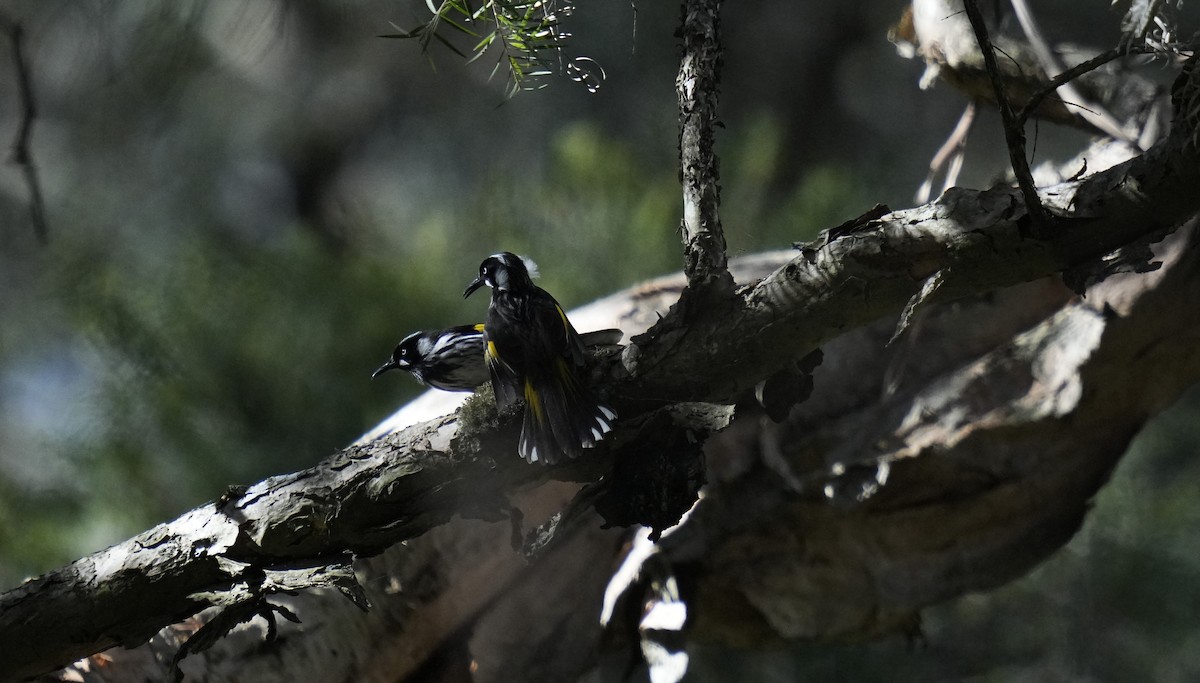 New Holland Honeyeater - ML624178557