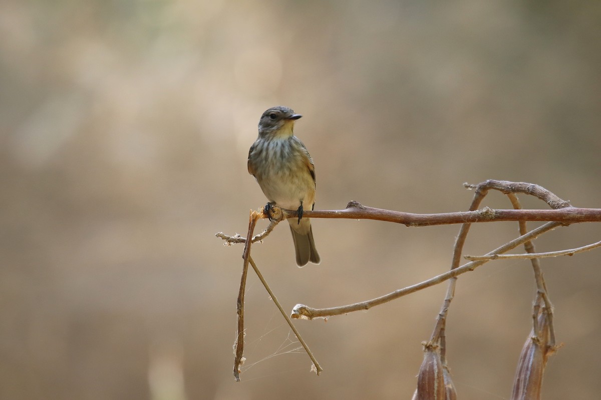 gråfluesnapper (striata gr.) - ML624178562