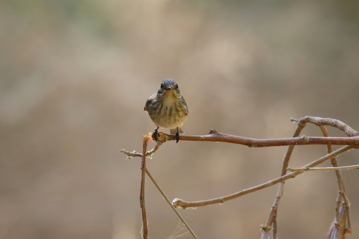 gråfluesnapper (striata gr.) - ML624178564