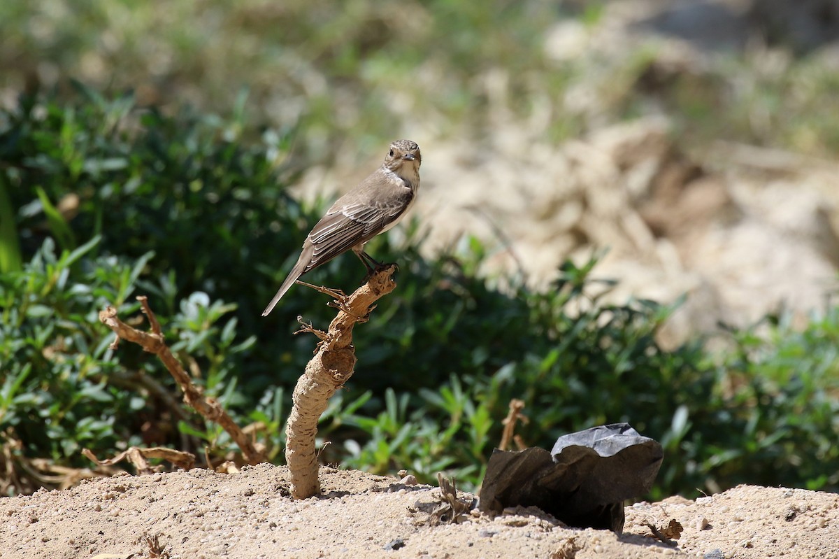 gråfluesnapper (striata gr.) - ML624178573