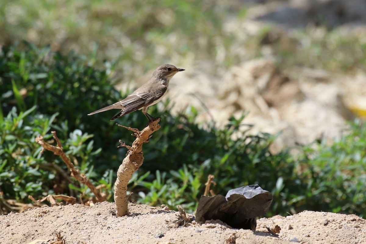 gråfluesnapper (striata gr.) - ML624178579