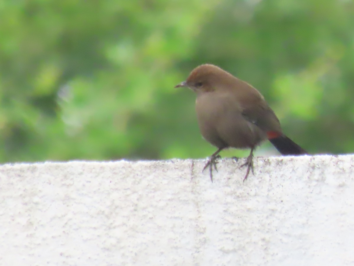 Indian Robin - ML624178580