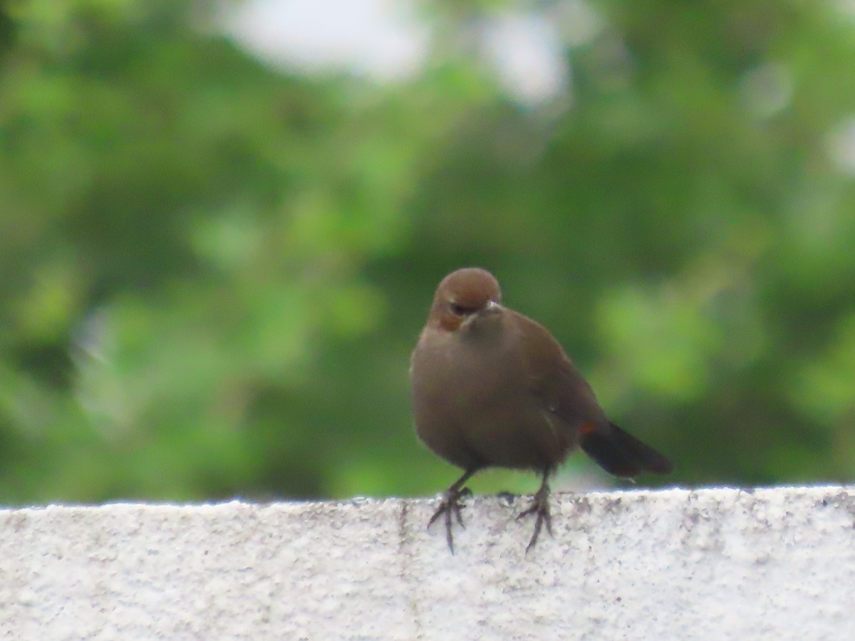 Indian Robin - ML624178584