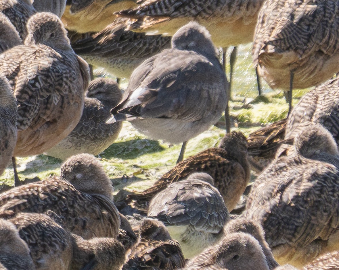 Red Knot - ML624178596