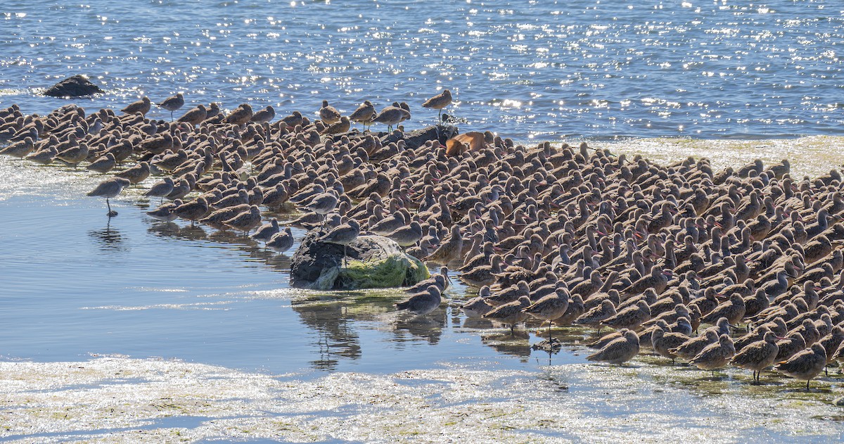 Marbled Godwit - ML624178598