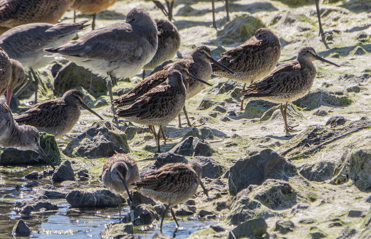 Short-billed Dowitcher - ML624178599