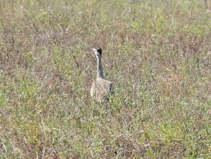 Australian Bustard - Kerry Vickers