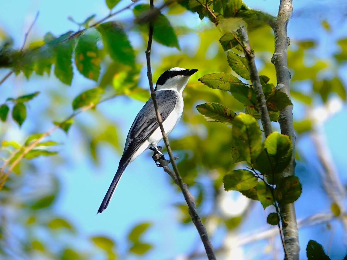 Ashy Minivet - ML624178623