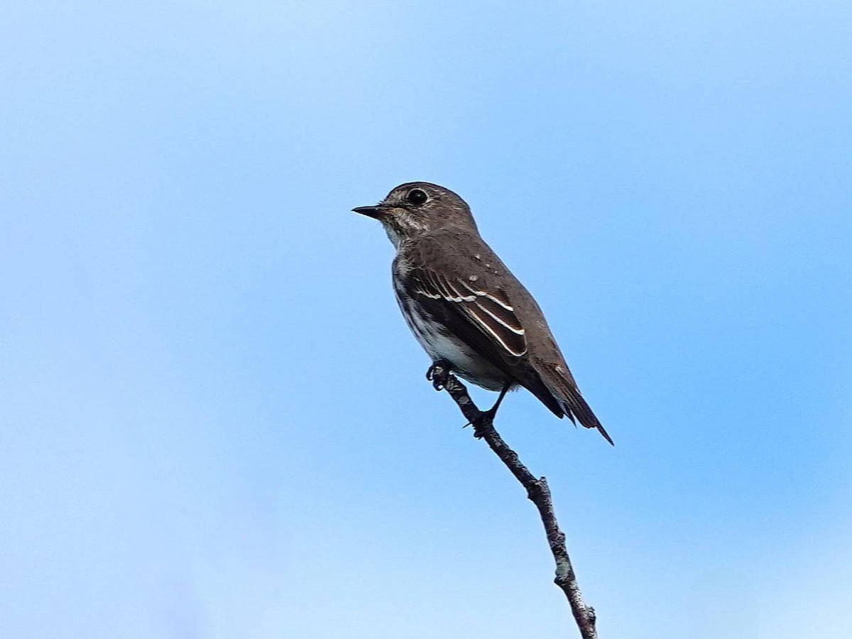 Gray-streaked Flycatcher - ML624178624