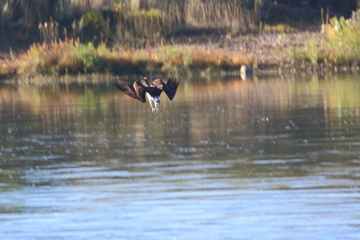 Águila Pescadora - ML624178634