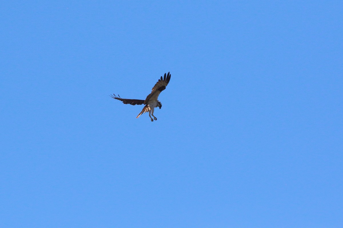 Águila Pescadora - ML624178635