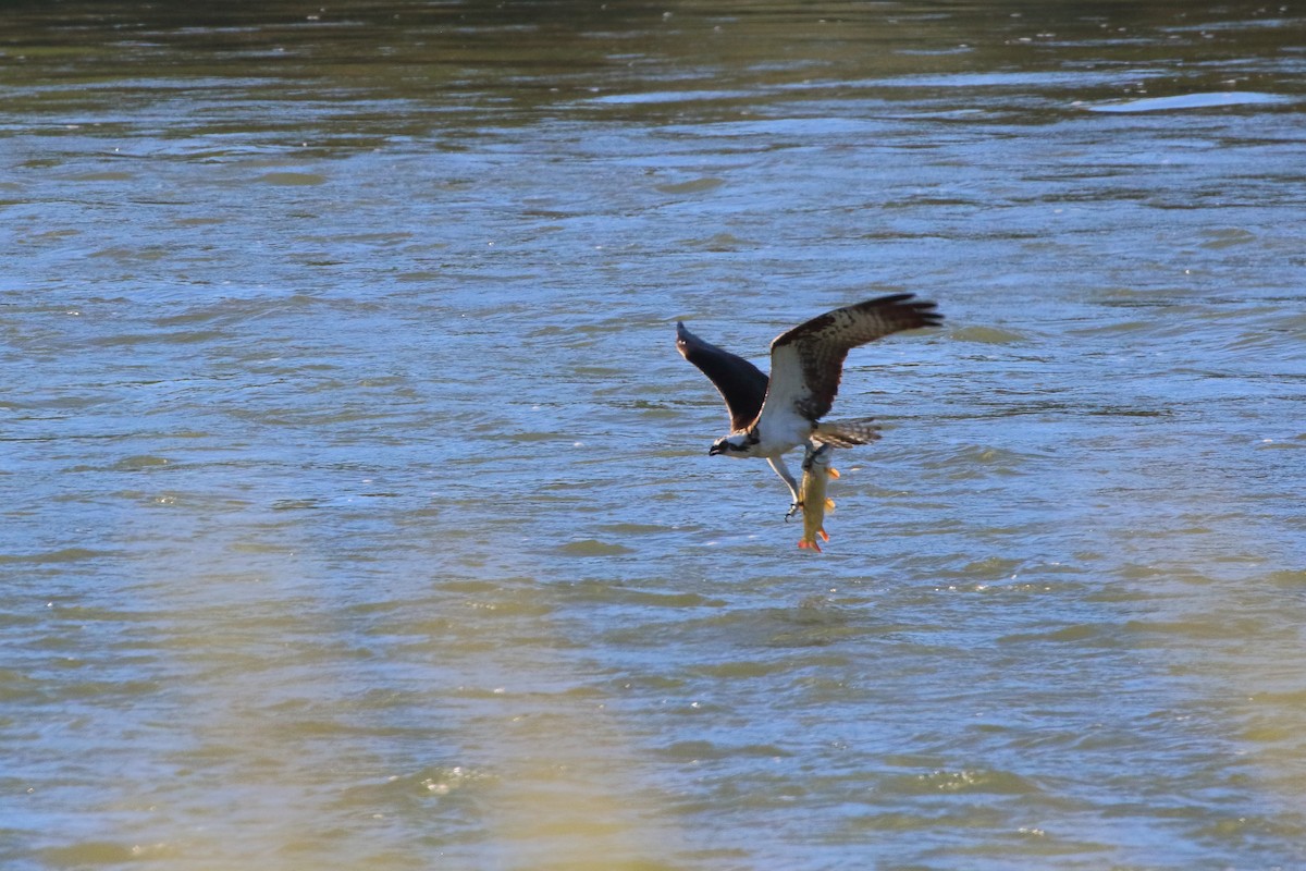 Águila Pescadora - ML624178637